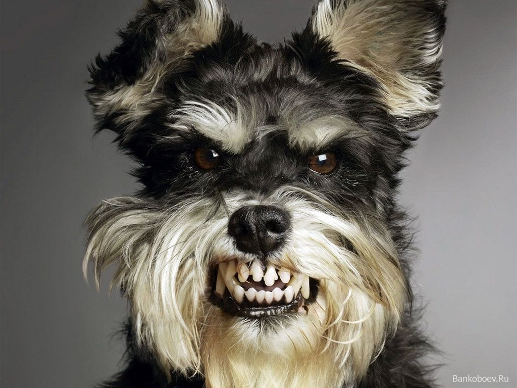 Mini Shnauzers Schnauzer Wallpaper Pictures Funny Dog