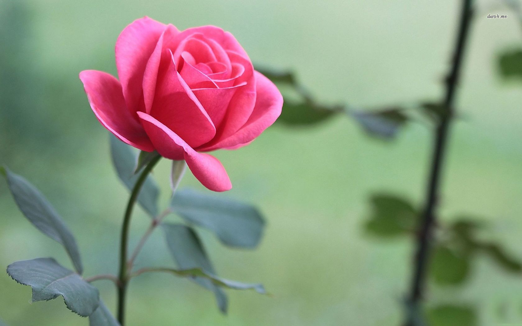 Rose Beautiful Pesquisa Google Roses Pink