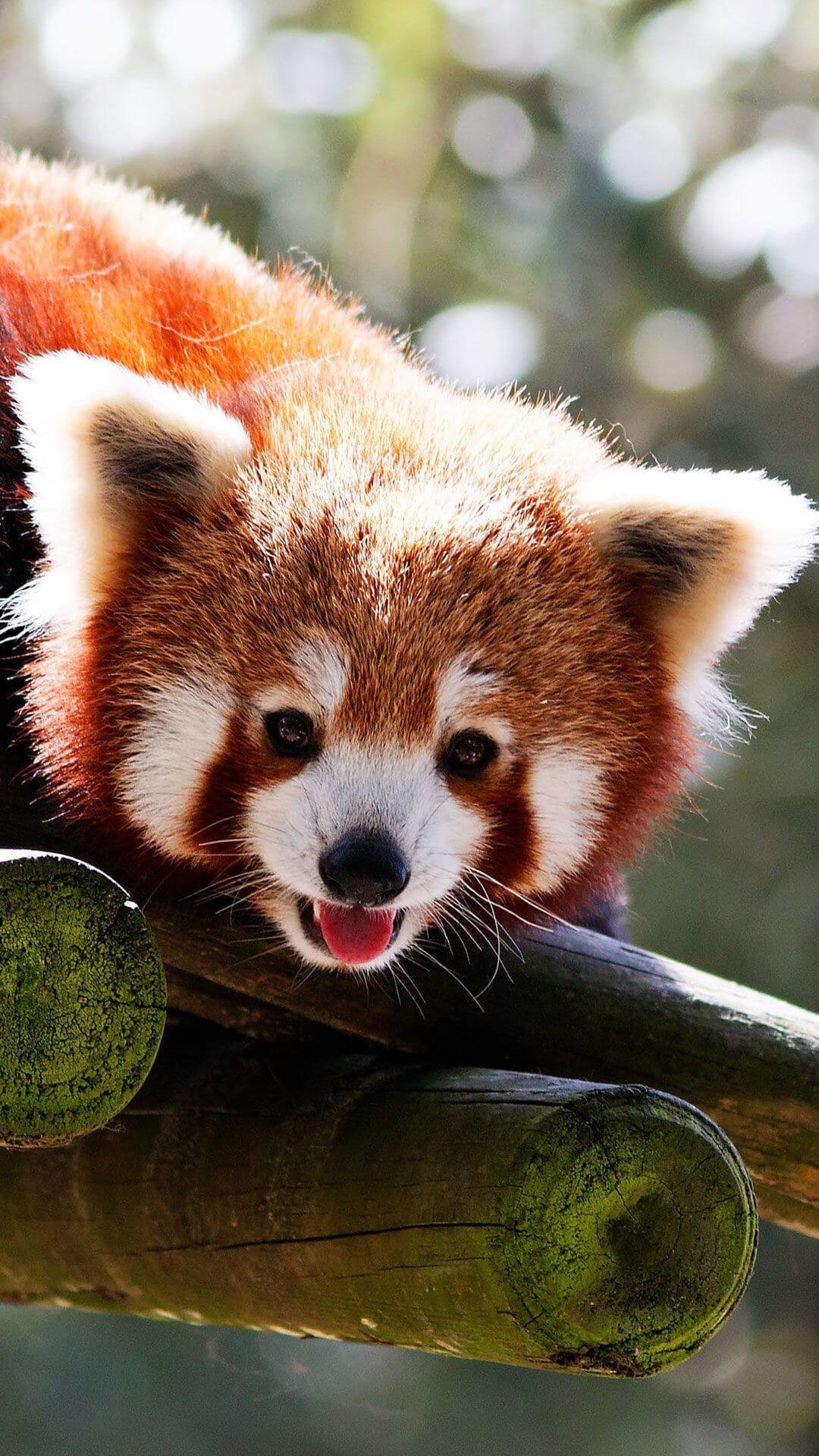 Red Panda Wallpaper