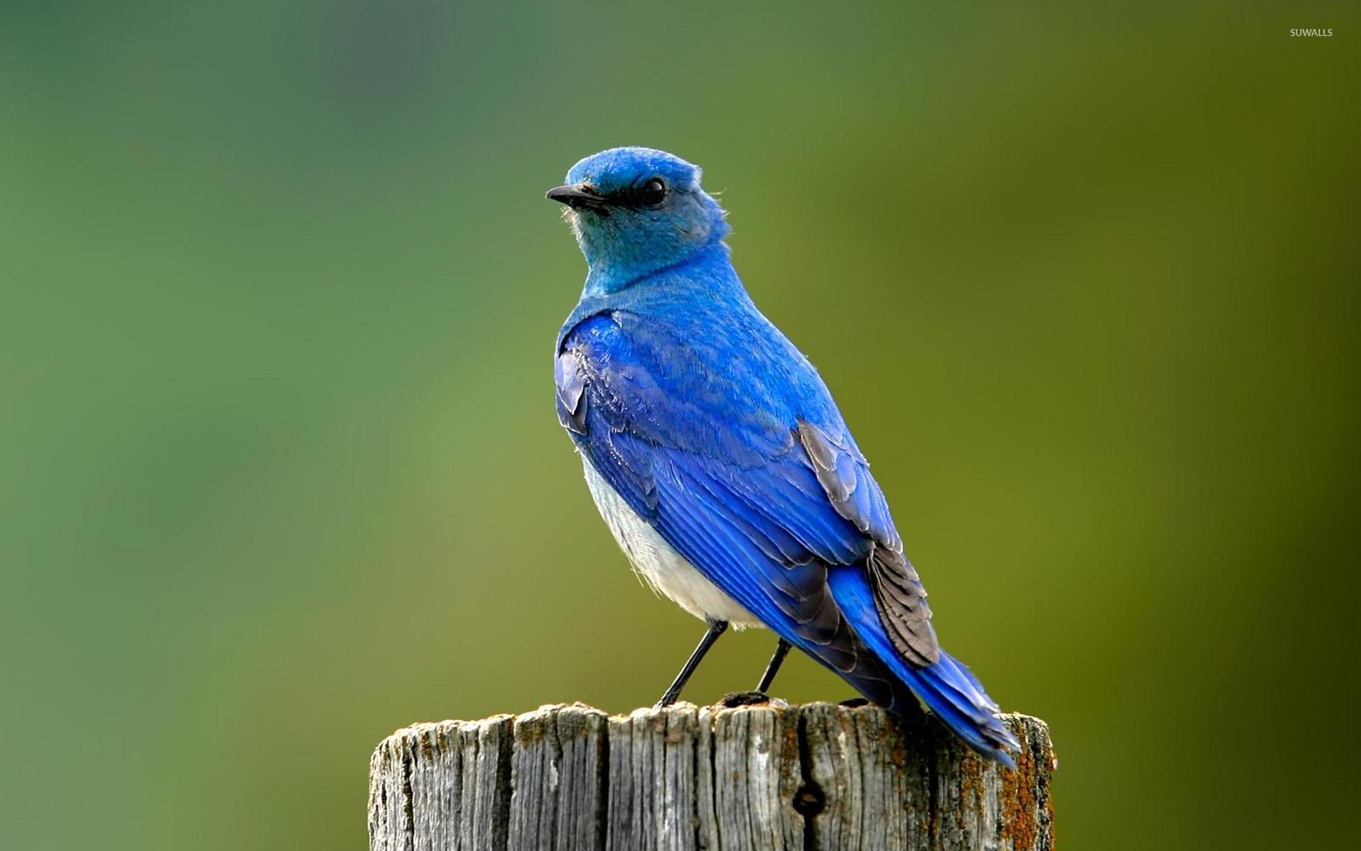 Mountain Bluebird Wallpaper Animal