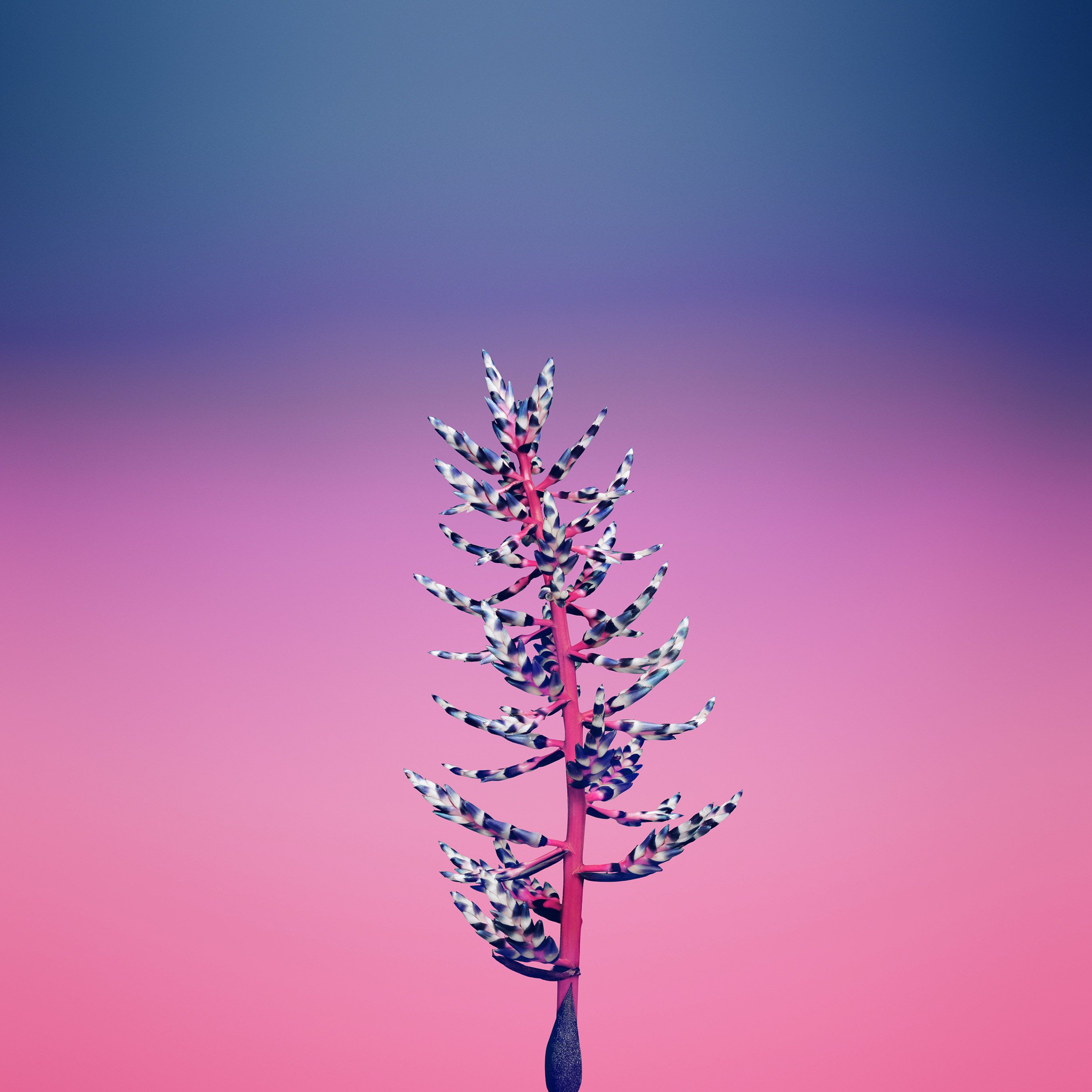 Simple Flower Wallpaper