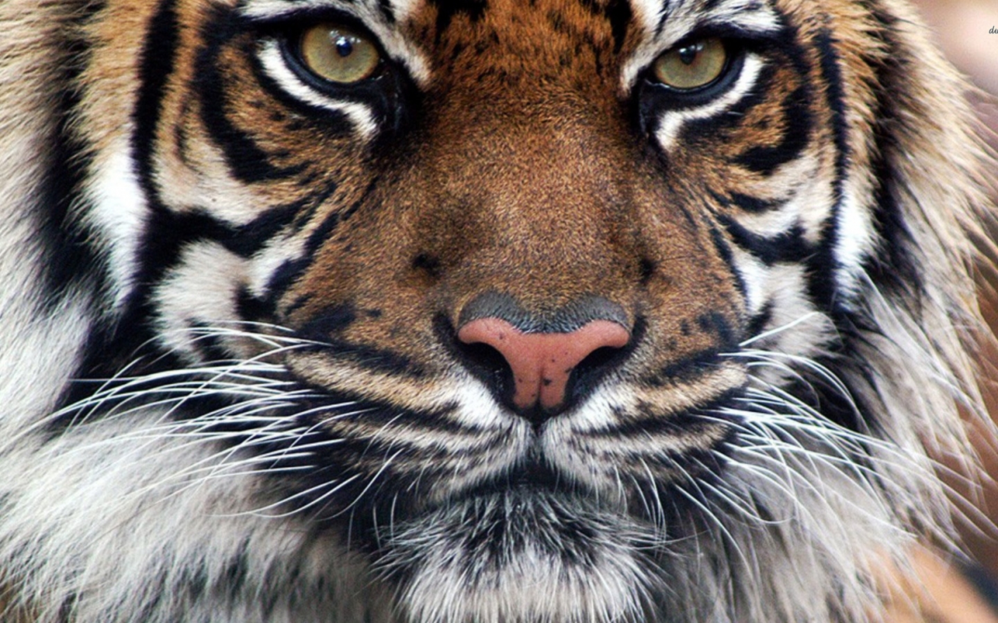 The Royal Bengal Tiger HD Desktop Mobile Wallpaper Background 9walls