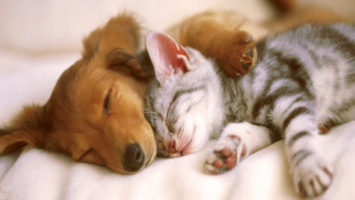 cute cats and puppies wallpaper cute dog wallpaper cute puppies and
