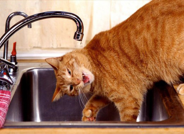 Free download Funny Pictures Of Animals Doing Funny Things Funny [600x437]  for your Desktop, Mobile & Tablet | Explore 94+ Funny Stuff Wallpapers |  Wallpaper N Stuff, Wallpaper and Stuff, Wallpapers of Girl Stuff