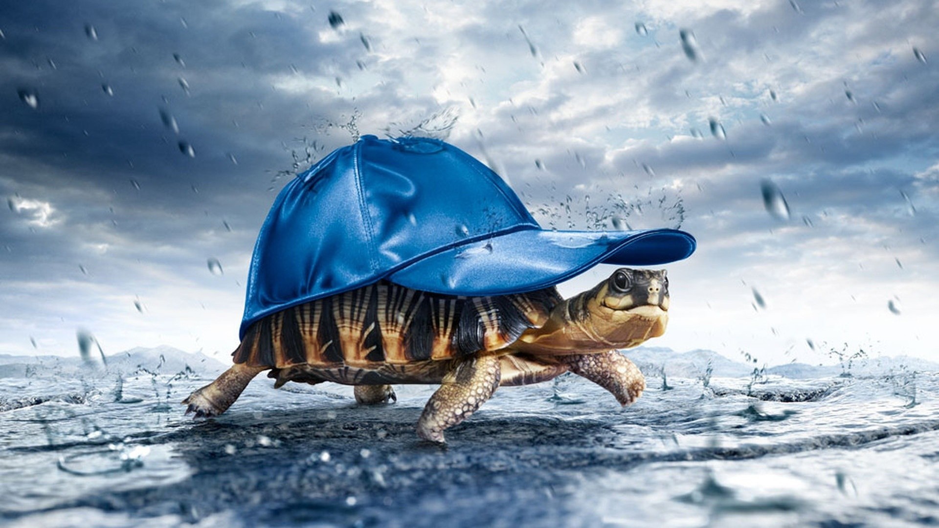 Background Rain Turtle Funny Wallpaper High Quality