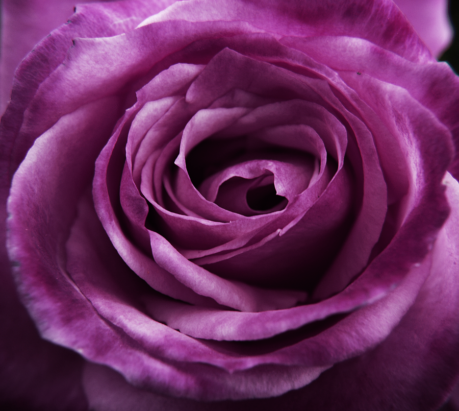 Purple Rose By Somethingunuasul
