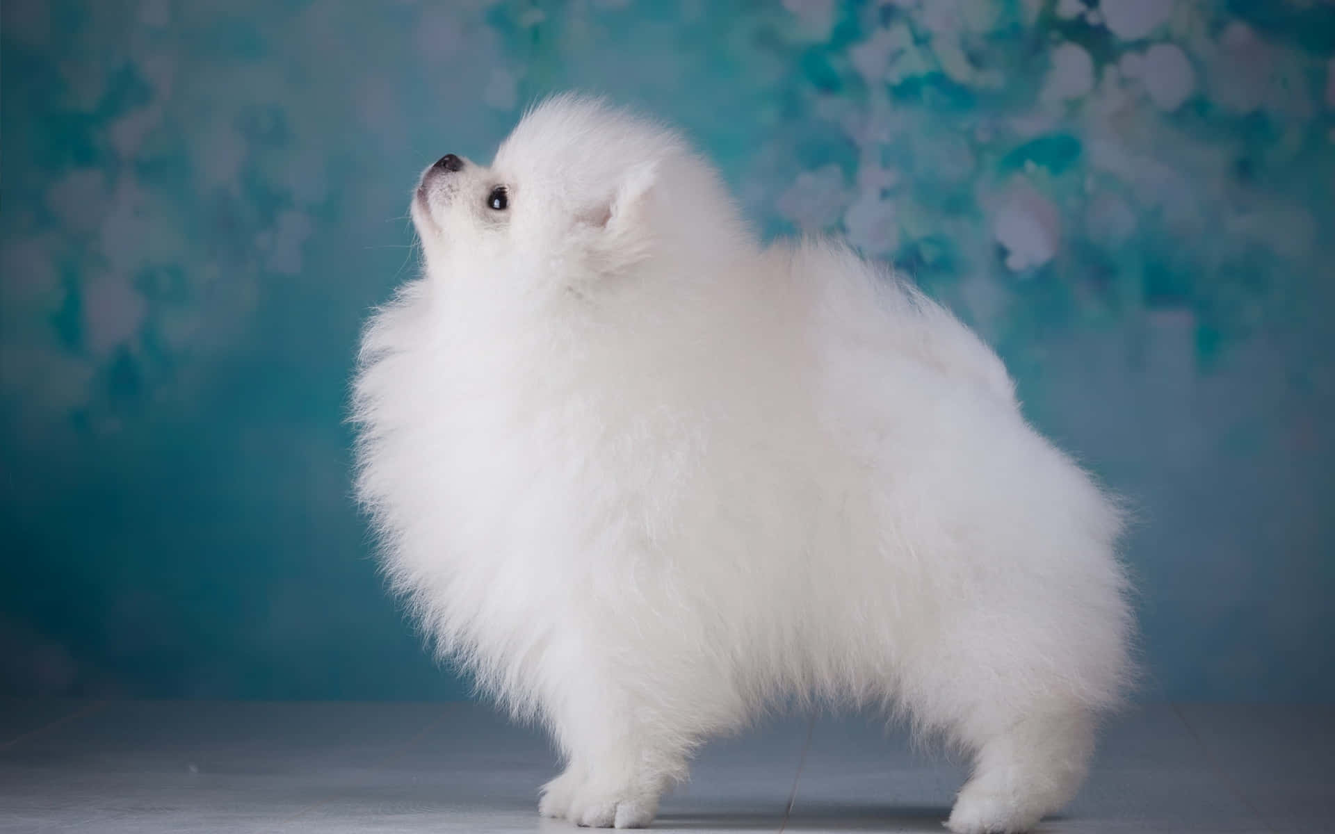 Dog Aesthetic Wallpaper