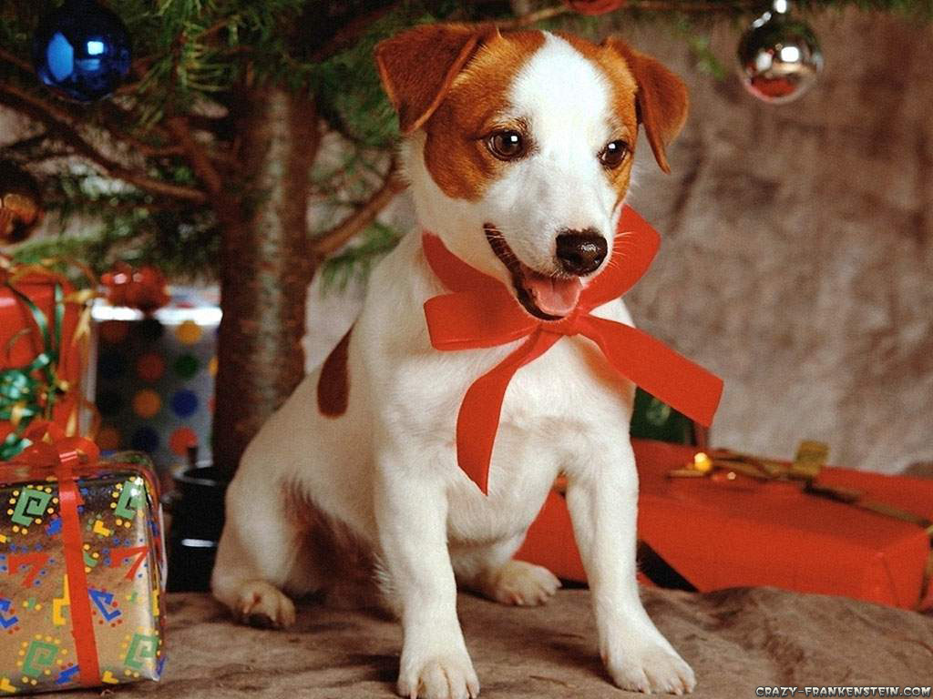 Animals Christmas Dogs Wallpapers