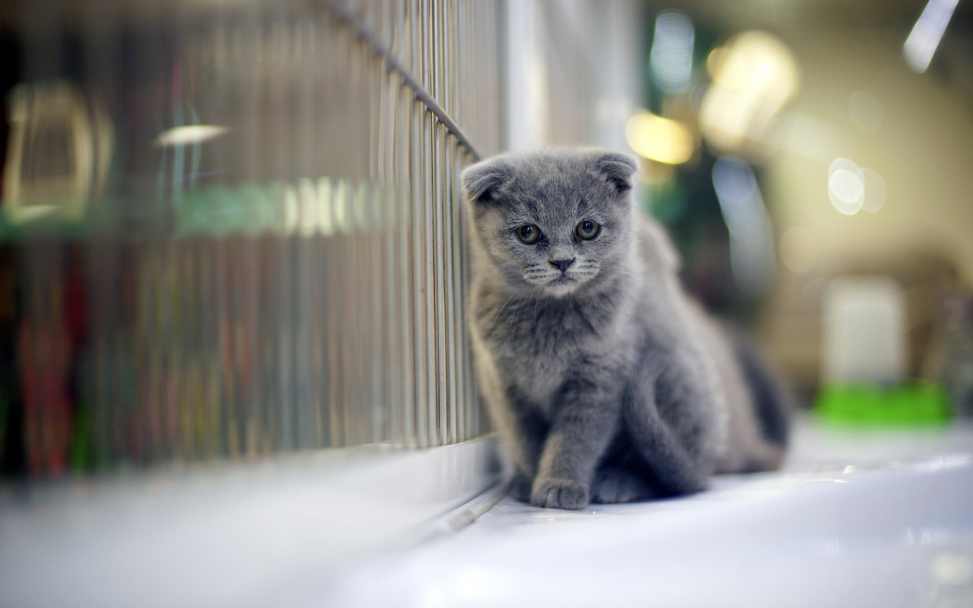 Grumpy Gray Kitten Wallpaper