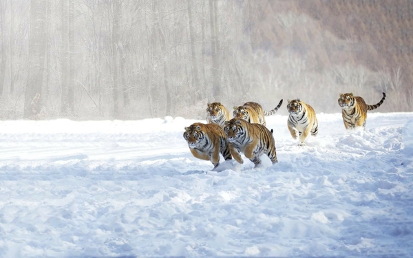 Animals Tigers Feline Winter Wallpaper Desktop