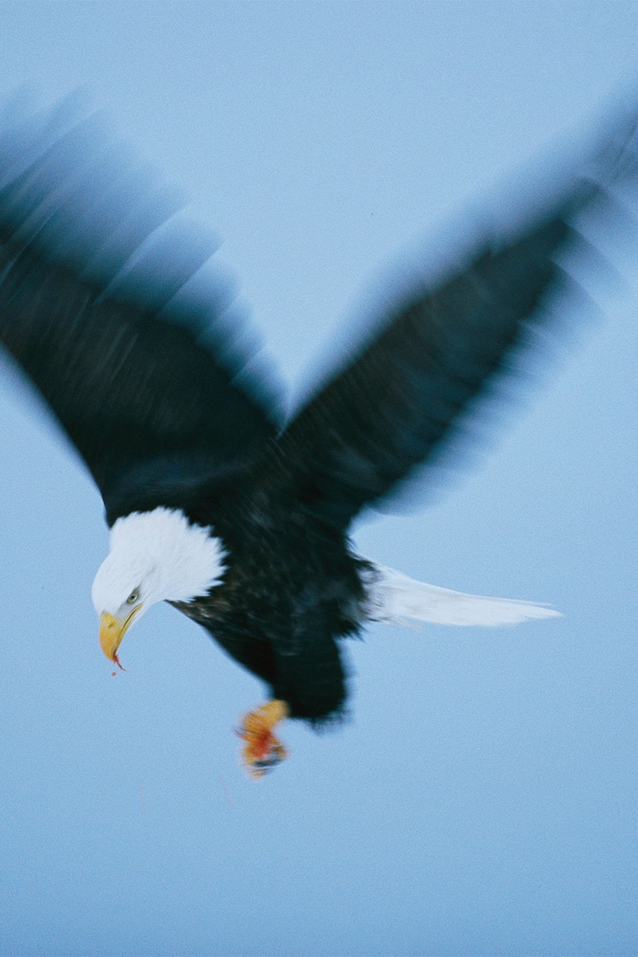 Endangered No Longer Our Favorite Pictures Of Bald Eagles