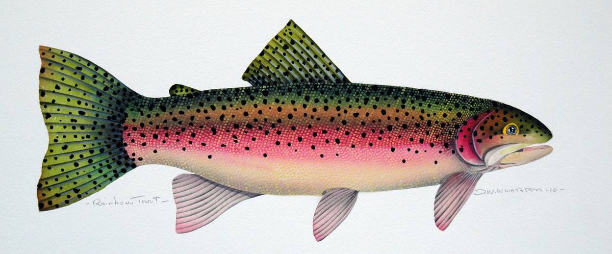 Rainbow Trout By David Wharton At Art Project A