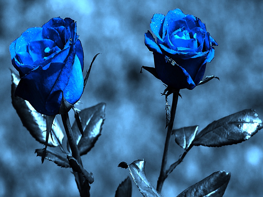 Blue Roses Wallpaper HD For Walls Mobile Phone Widescreen