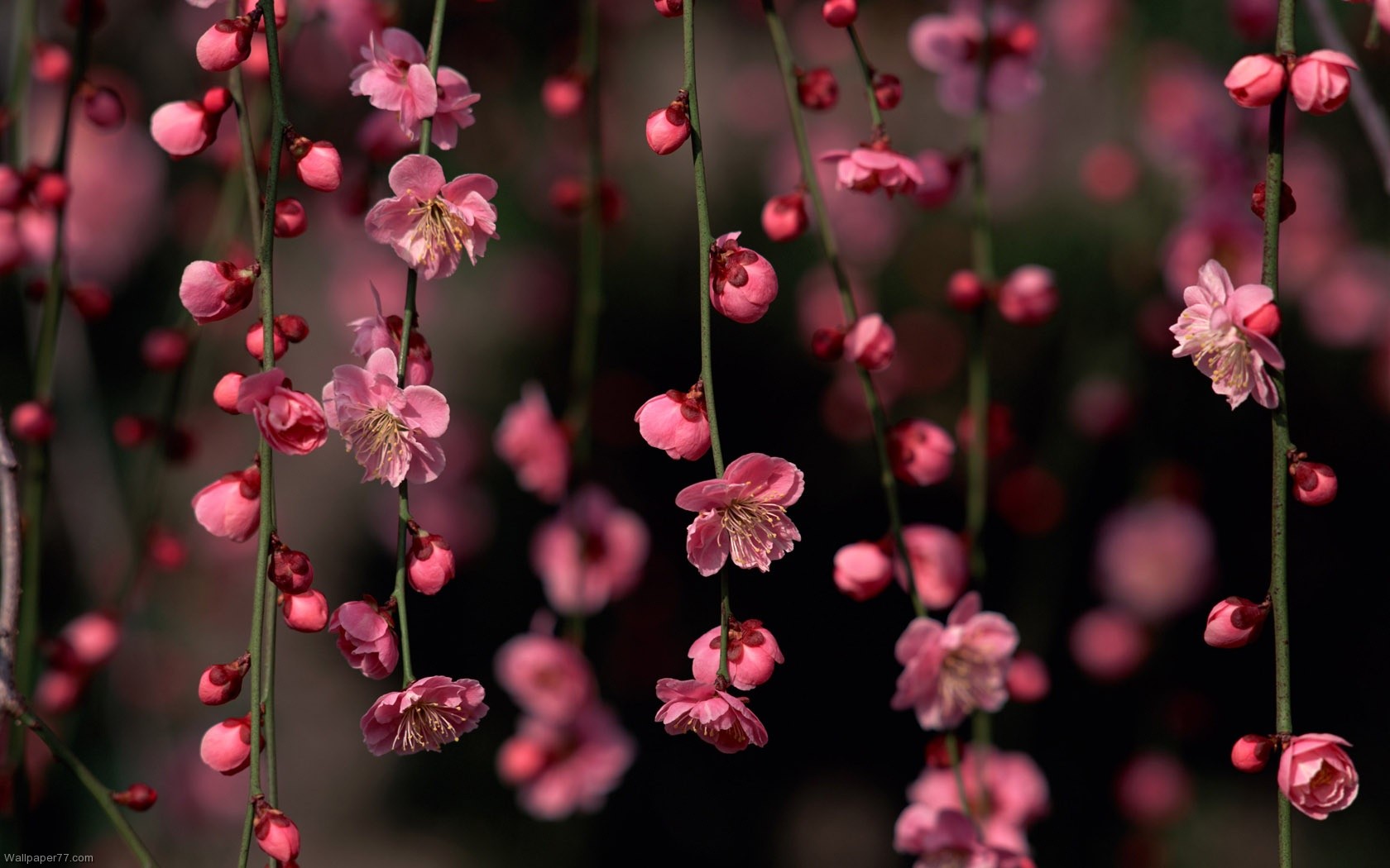 Pink Flower Climber flower wallpapers flowers wallpapers bloom floral 1680x1050