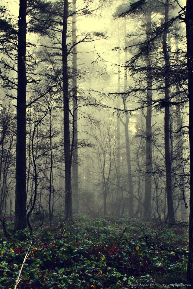 Forest Wallpaper For iPhone The Art Mad