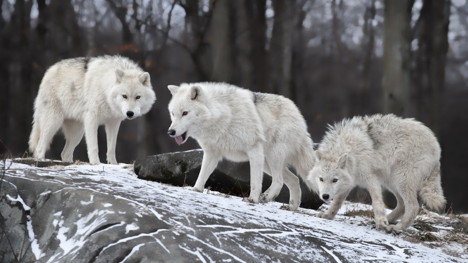 Rate Select Rating Give White Wolves