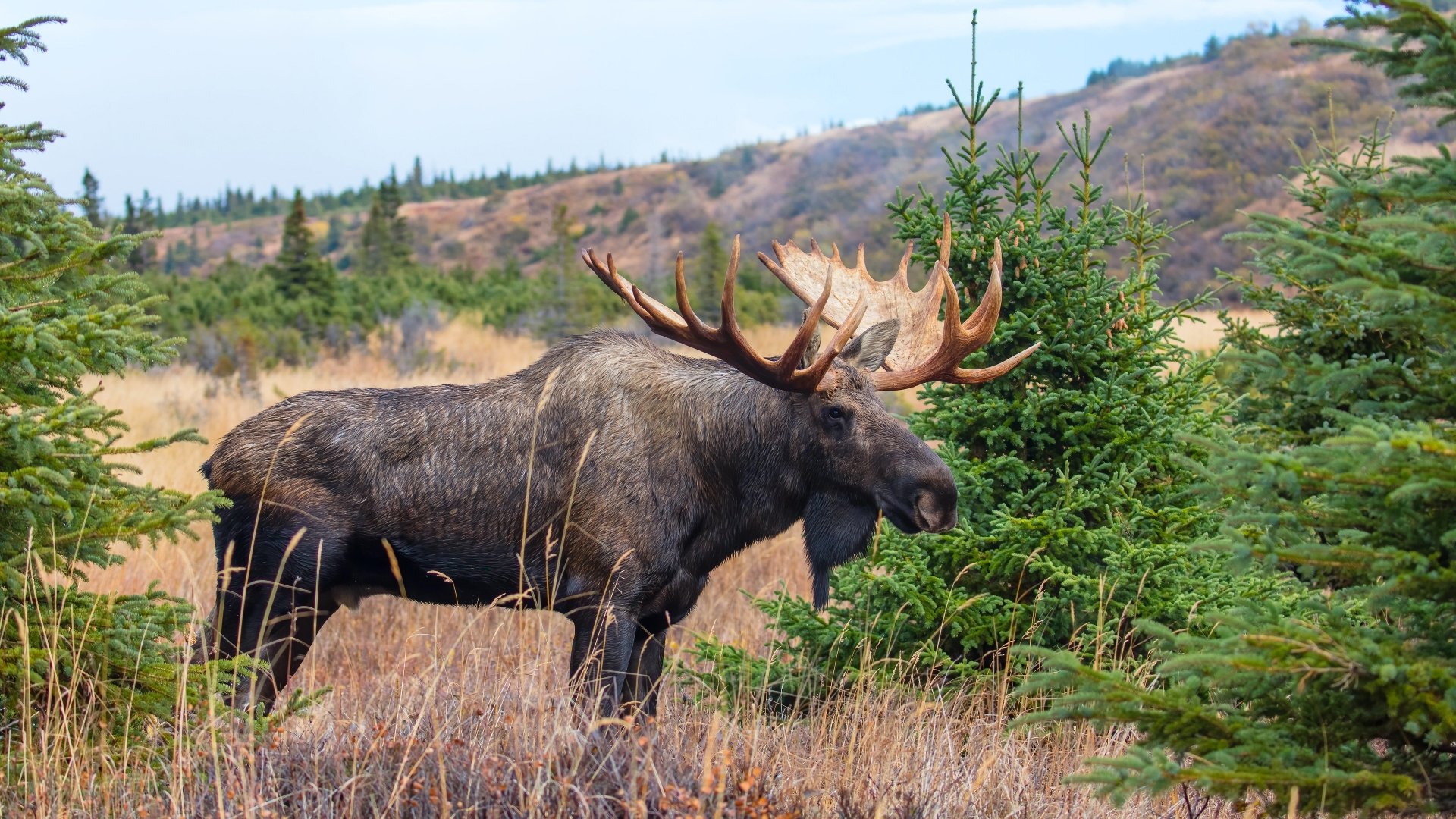 Animal Moose 4k Ultra HD Wallpaper