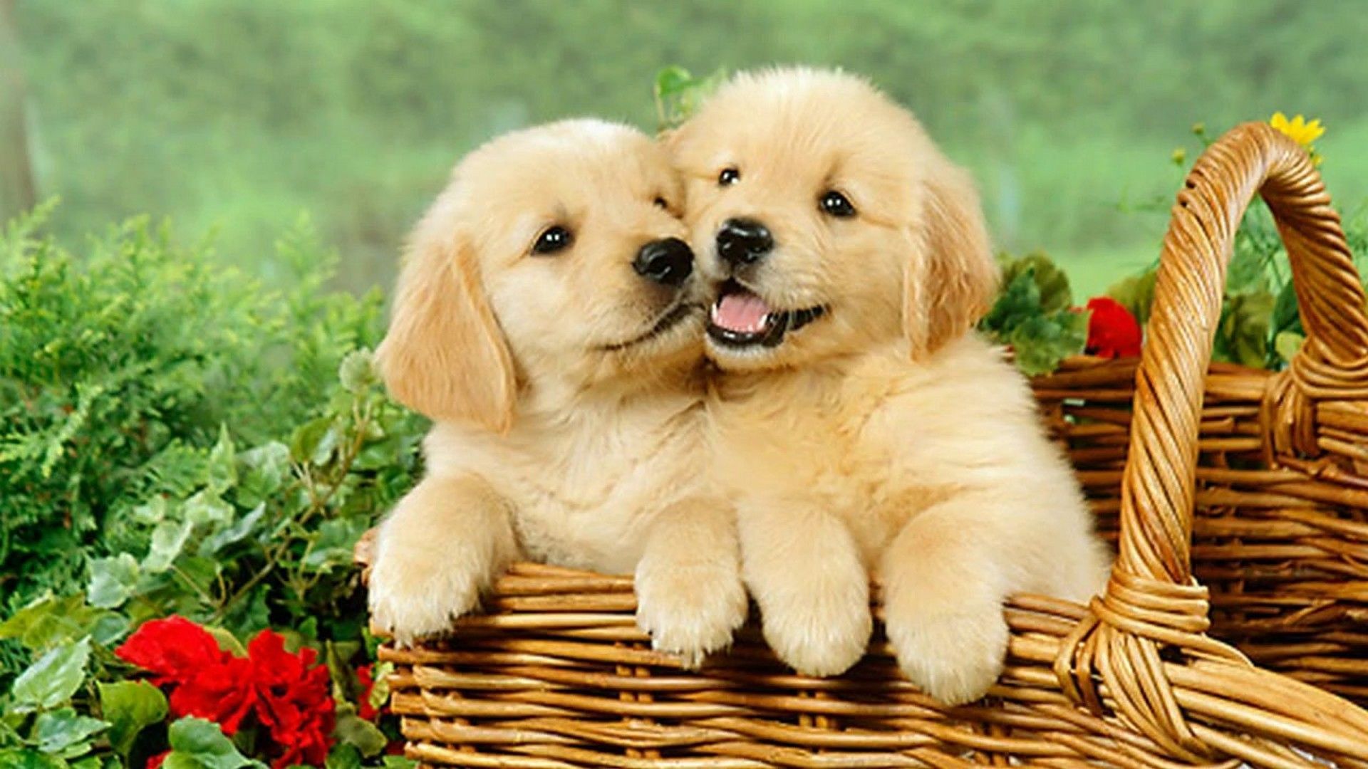 Two adorable golden retriever puppies cuddle in a wicker basket, surrounded by greenery and red flowers