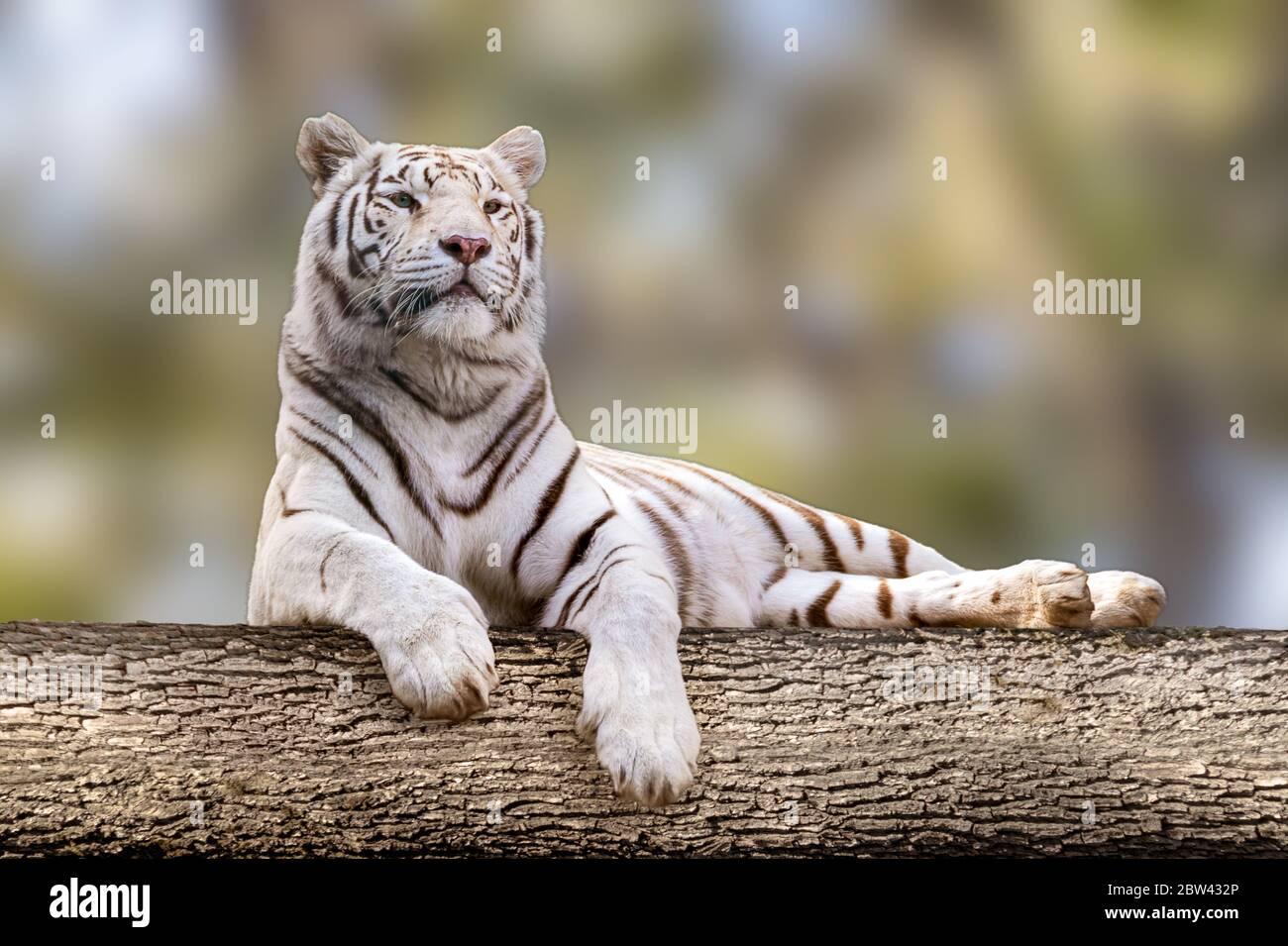White tiger with black stripes laying down on big tree Full size