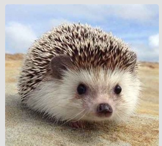 Back Gallery For Cute Hedgehogs
