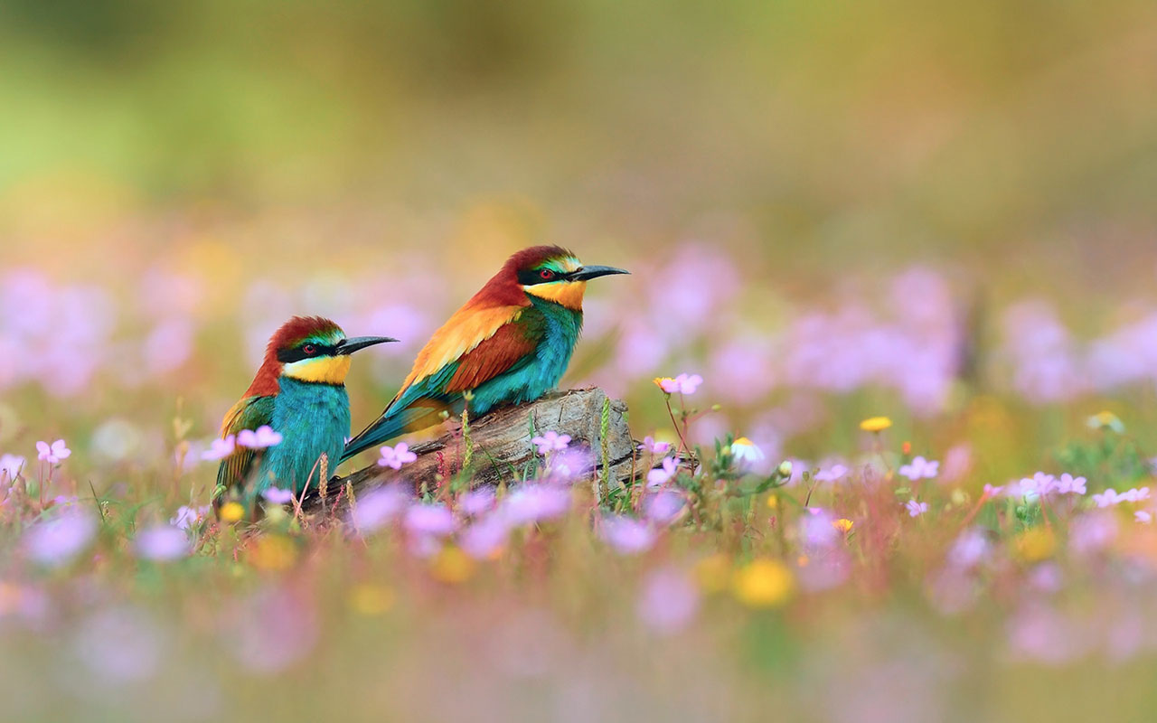 Lovely spring bird photography wallpaper 9 Animal Wallpapers