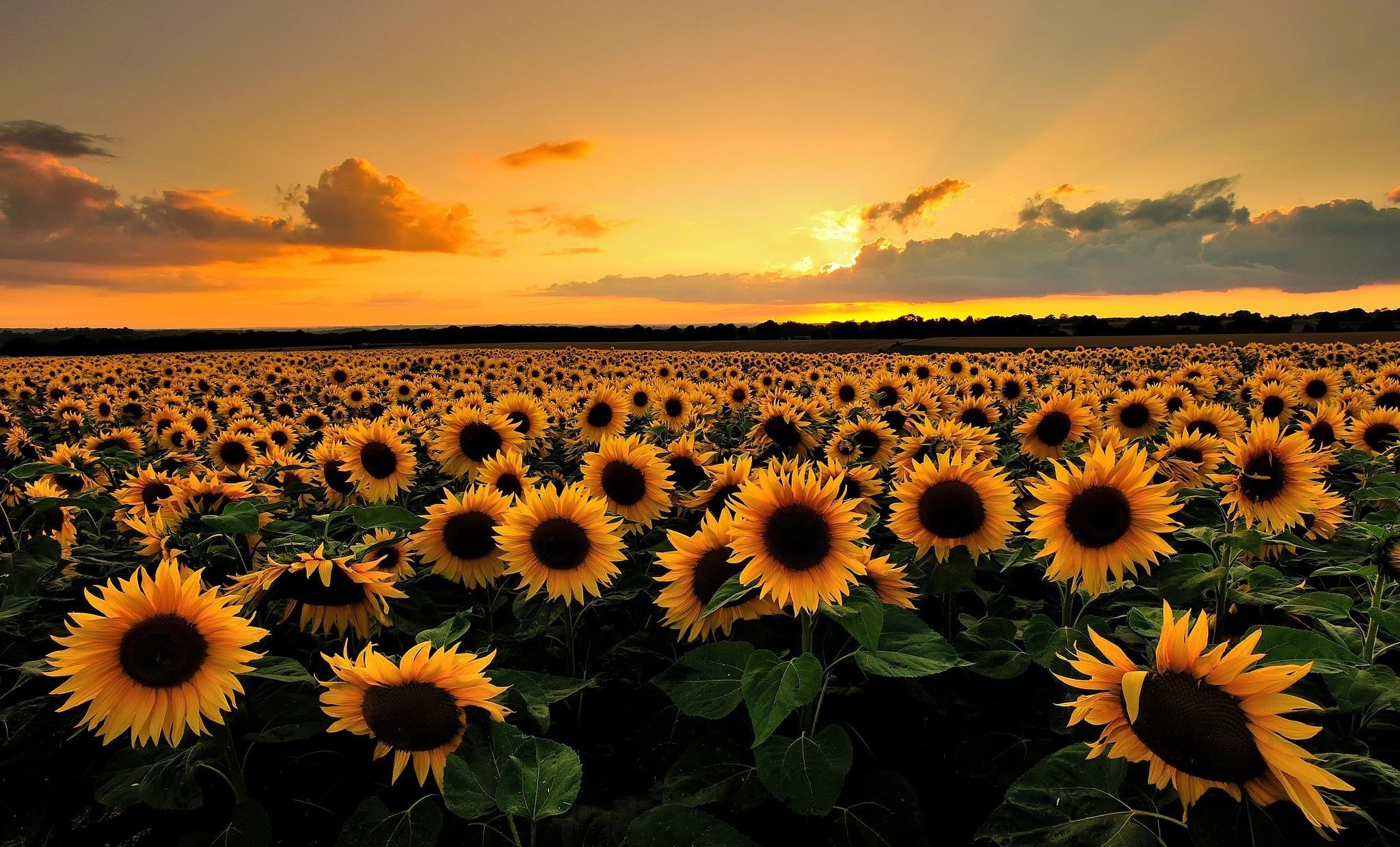 2048x1240 free desktop wallpaper downloads sunflower Backgrounds