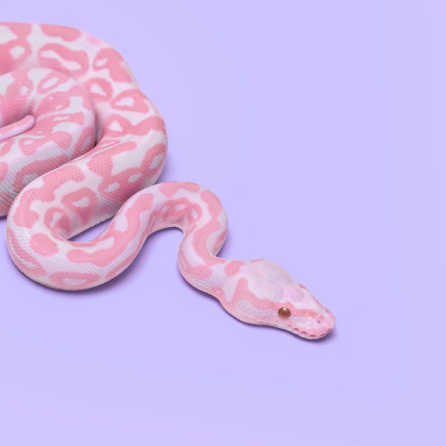 Pink Snake Wallpaper Pretty Snakes