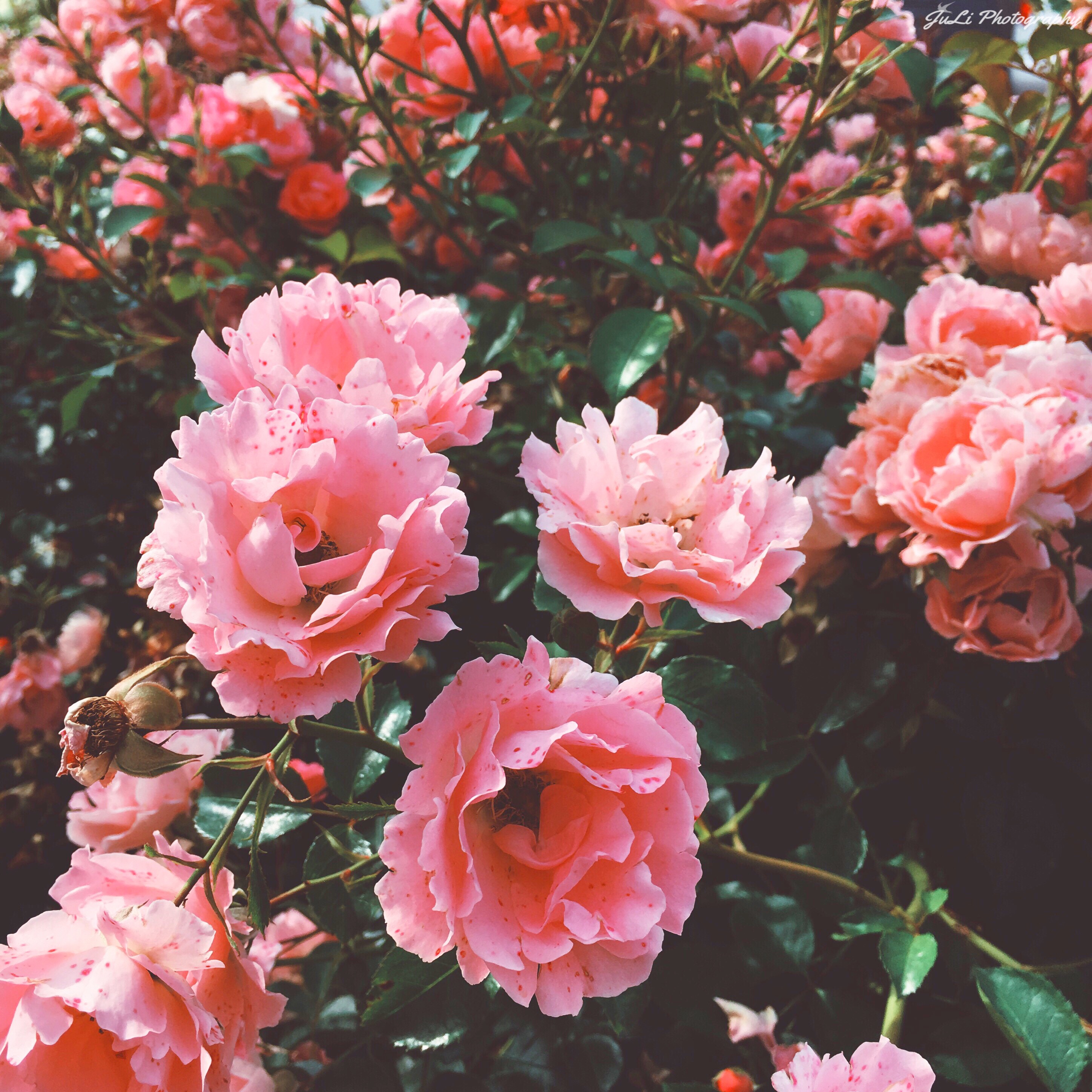 Pink Aesthetic Picture Flower Wallpaper