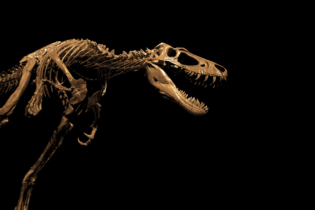 Tyrannosaurus Rex Fossil Wallpaper Image Pictures Becuo