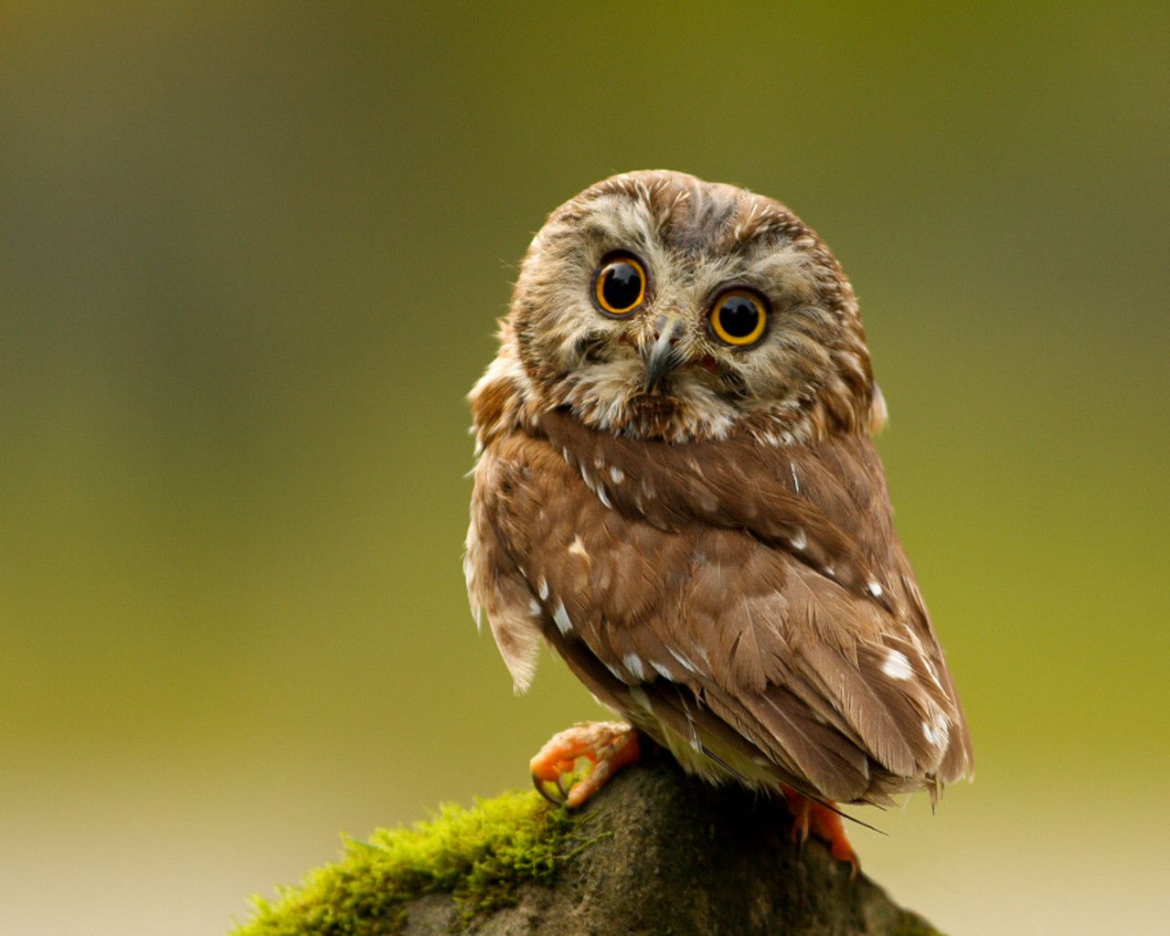 Keywords Owl Owls Bird Birds Hoot Animal Animals Wallpaper