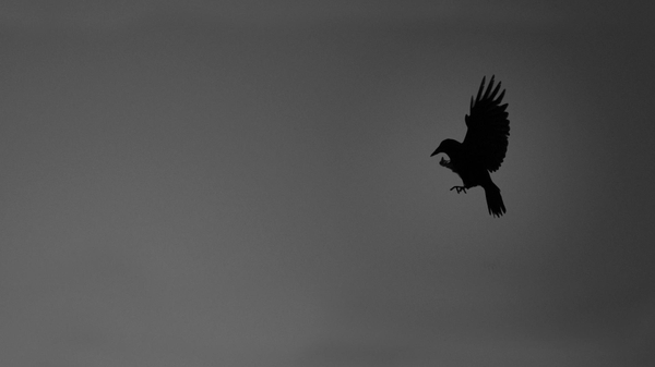  birds silhouettes grayscale crows Birds Wallpapers Free
