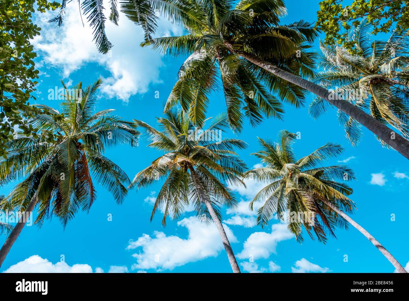 Branches Of Coconut Palm Trees Bottom To Above Blue Sky And Many