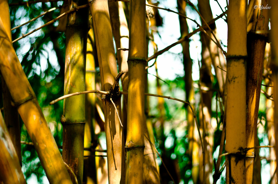 Bamboo Wallpaper By Yadavthyagaraj