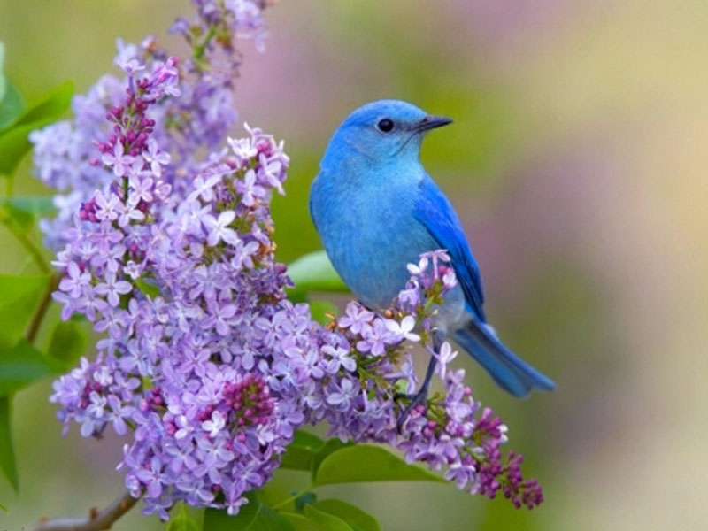 Image Desktop Wallpaper Gallery Animals Blue Bird Background 800x600