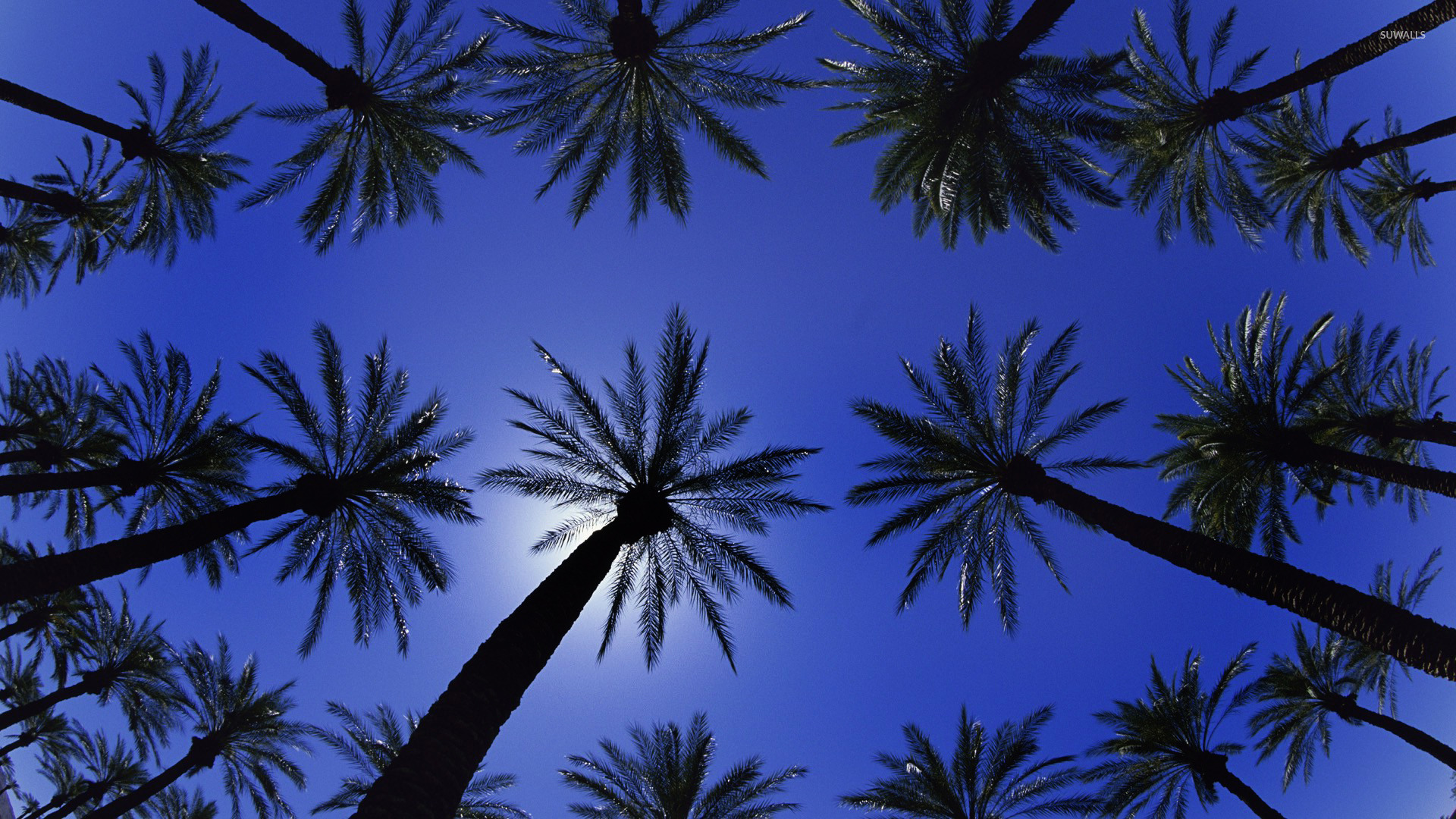 Palm Trees Wallpaper Photography