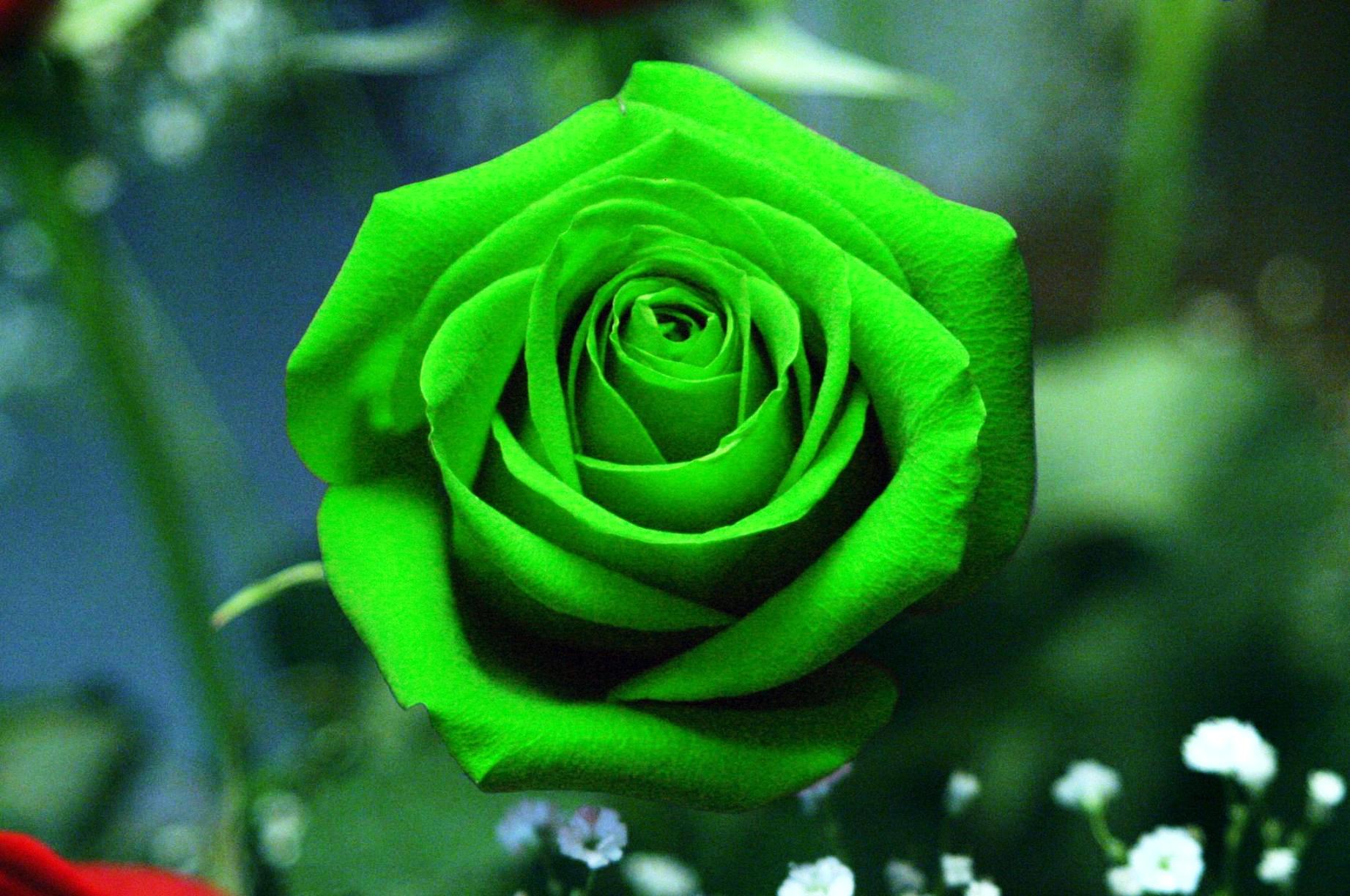 Green Rose Flower Wallpaper HD Pictures Cool Image
