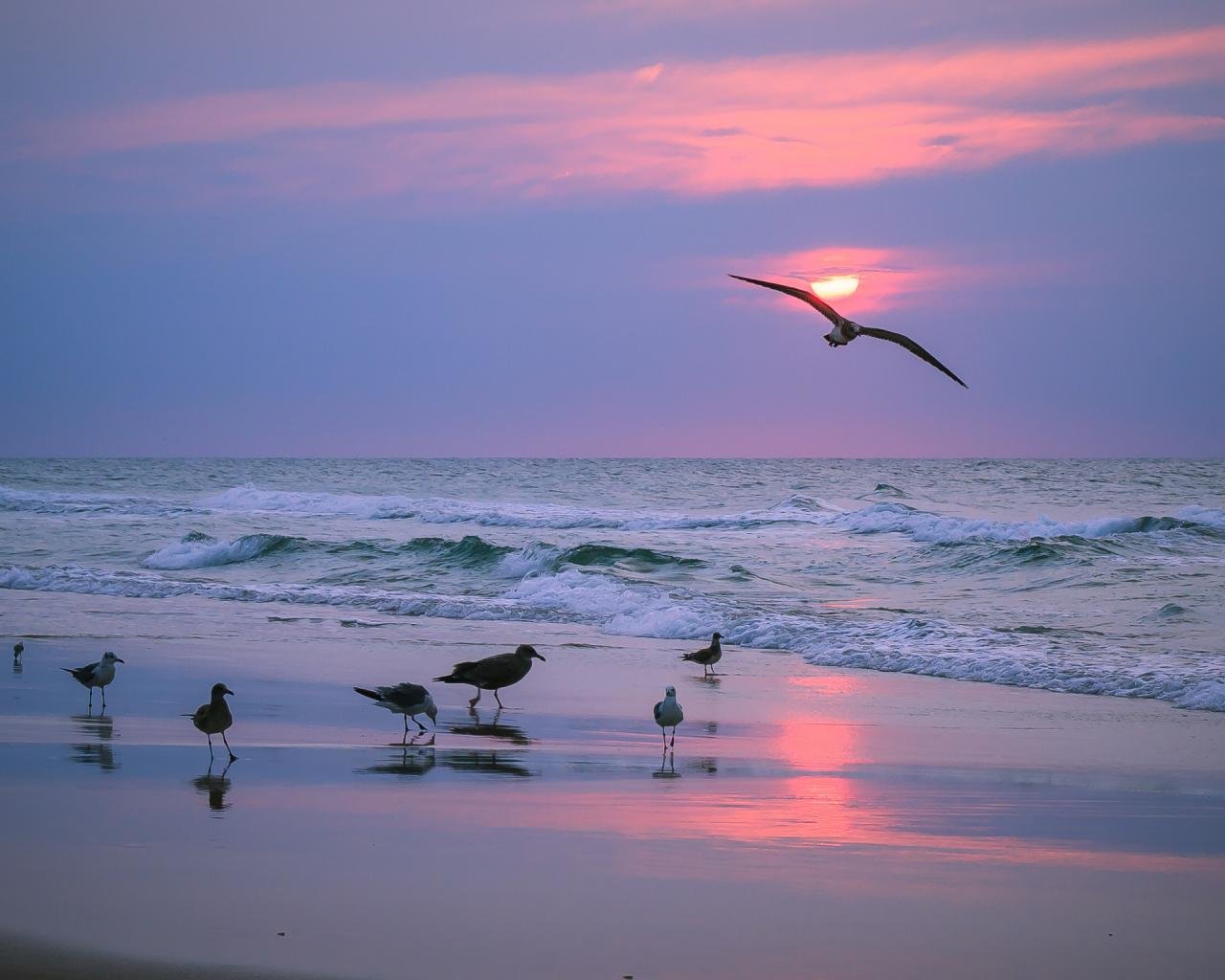 Free download Seagull background ID66894 hd 1280x1024 for desktop 1280x1024