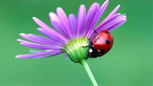 Cute Ladybug Wallpaper For Your Desktop Naldz Graphics