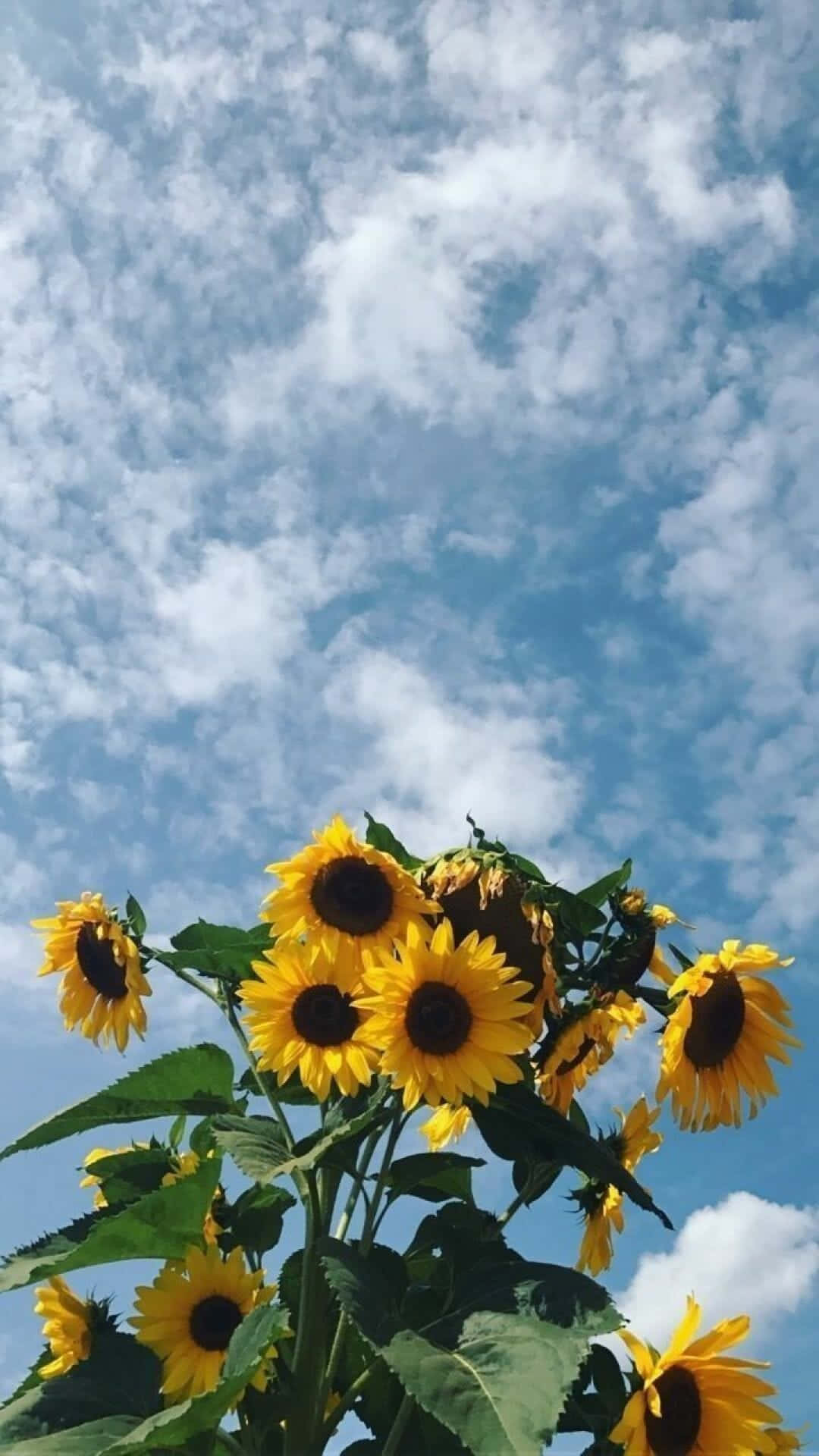 Brighten Up Your Day With A Beautiful Sunflower Yellow Wallpaper