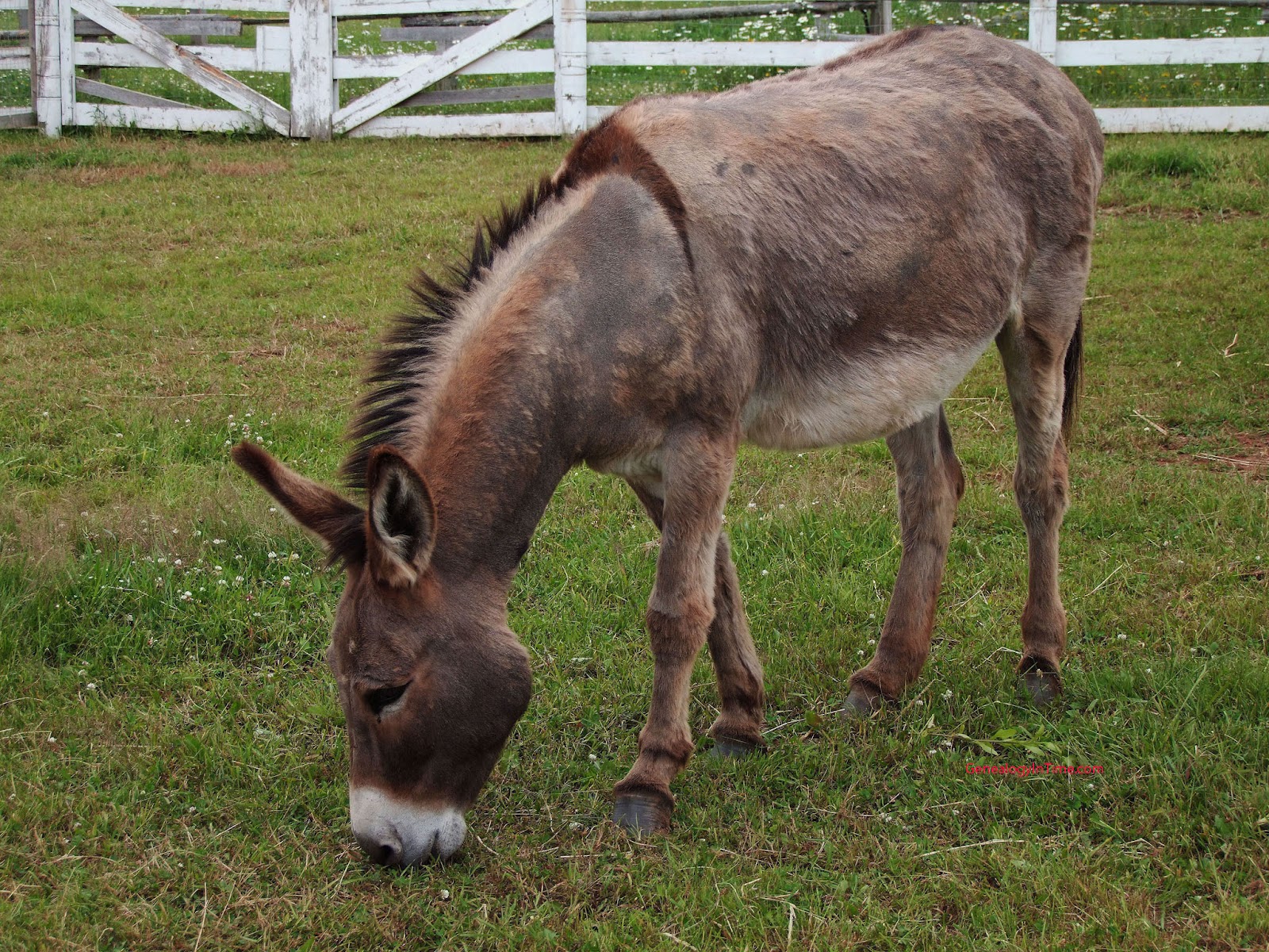 Donkey Wallpaper Pets Cute And Docile