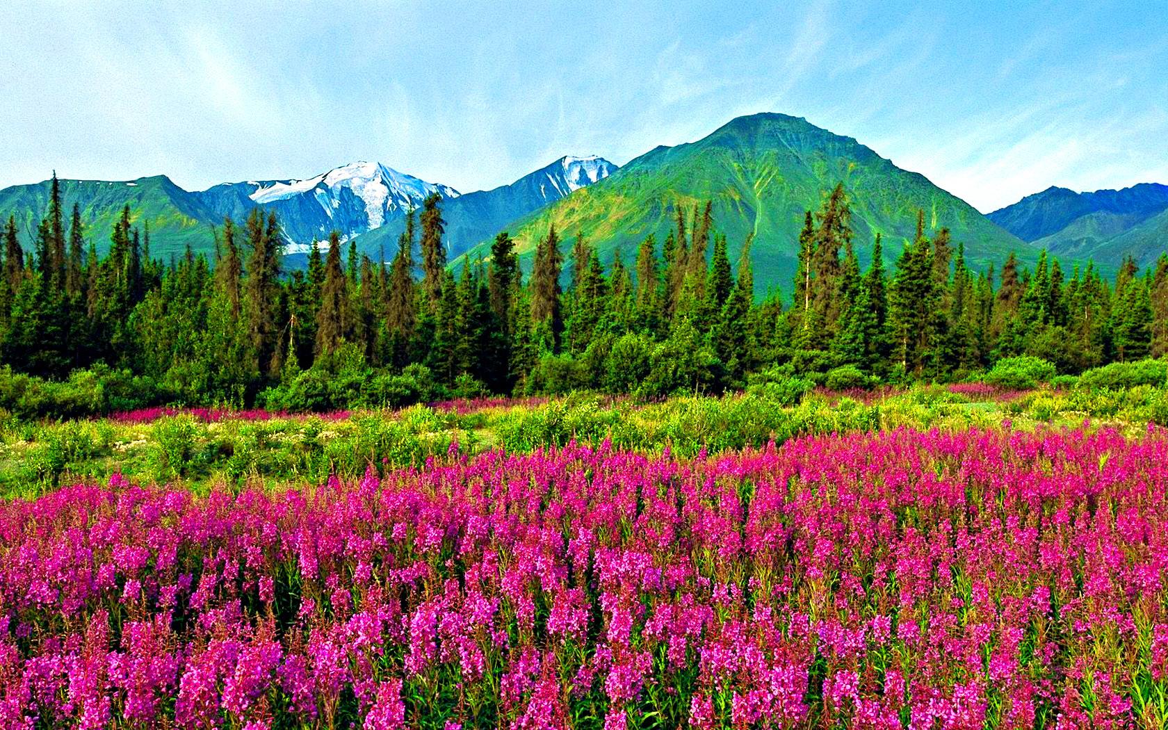 Mountain Wildflowers Wallpaper Car Pictures