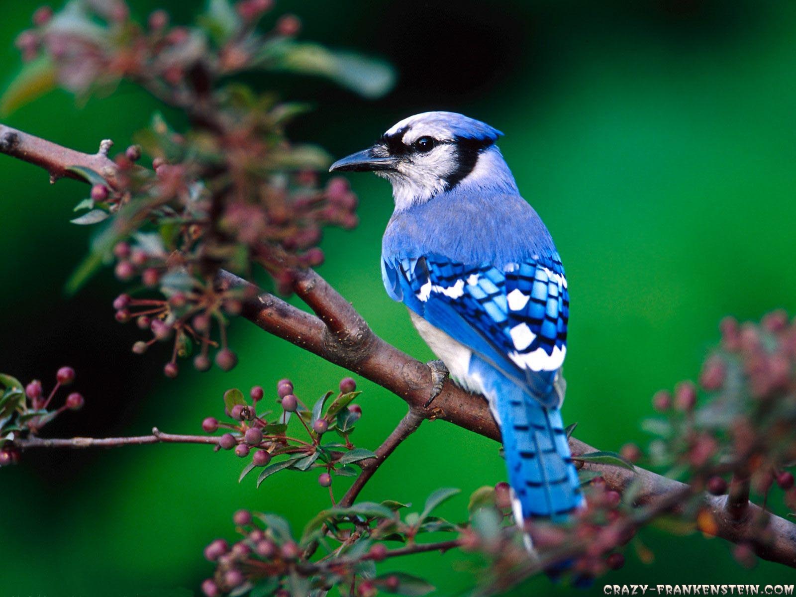 Funny Image Collection Beautiful Blue Bird Wallpaper