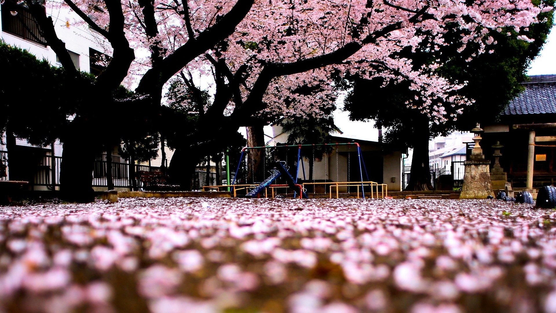 Sakura Tree Spring Japan Wallpaper