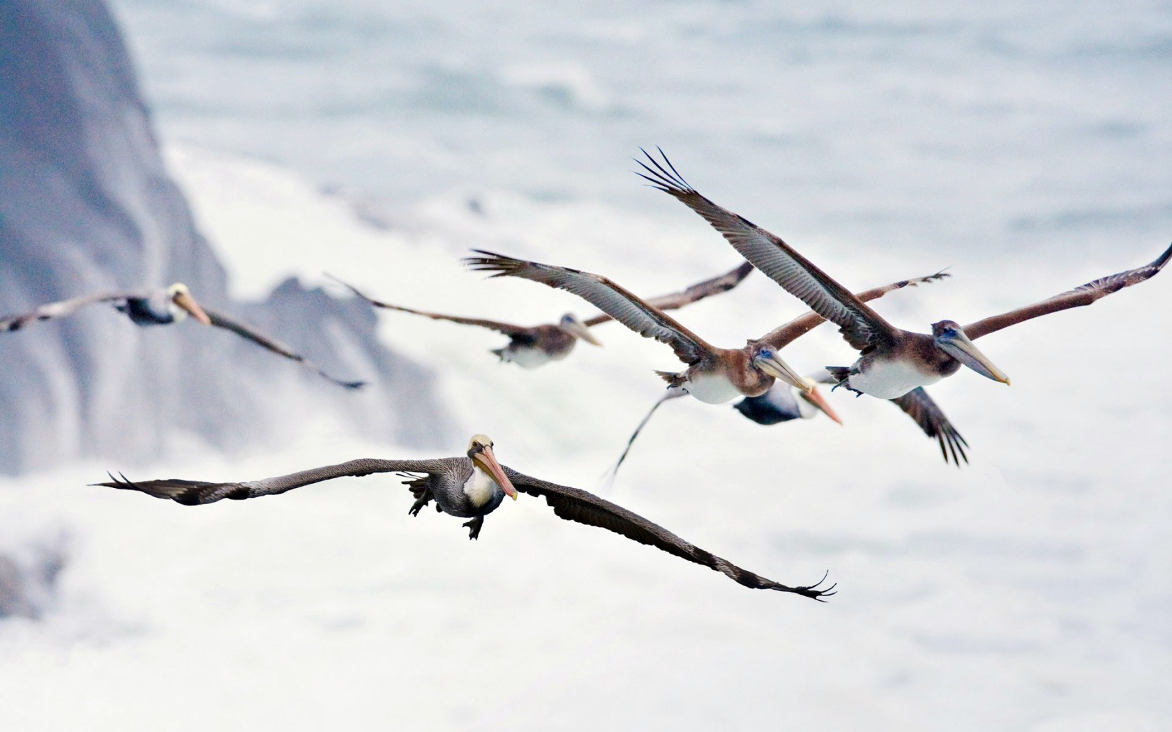 Birds Pelicans Flight Wings Sea Waves Wallpaper