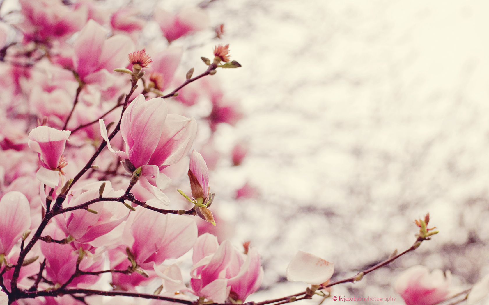 Magnolia Blooms Desktop Widescreen Wallpaper HD