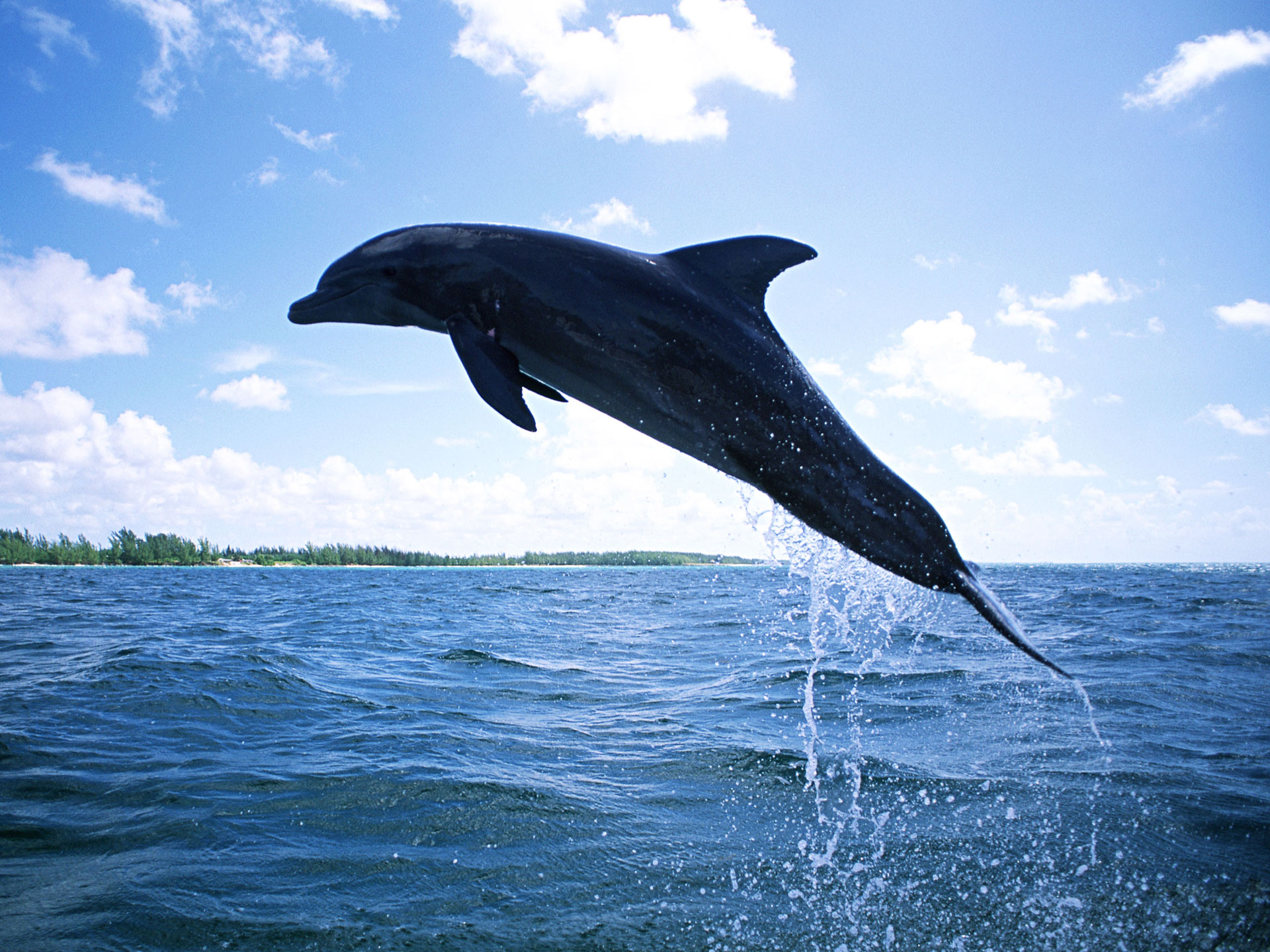 Dolphin Diving Wallpaper HD