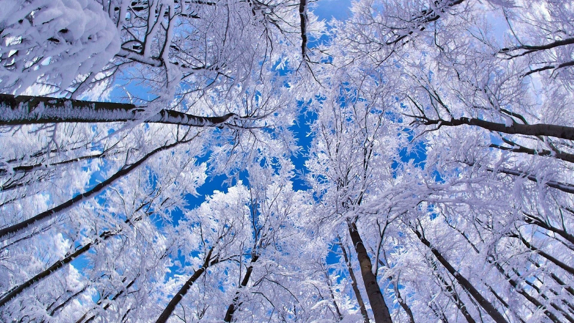 Winter Desktop Background Image
