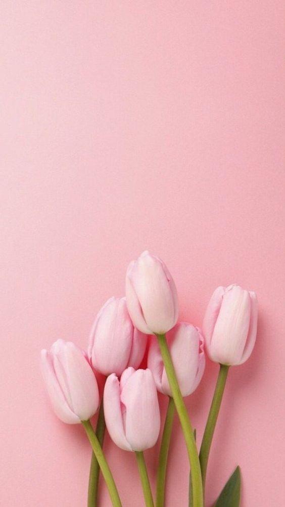 50 Spring Aesthetic Wallpaper For iPhone Free Download   Kayla