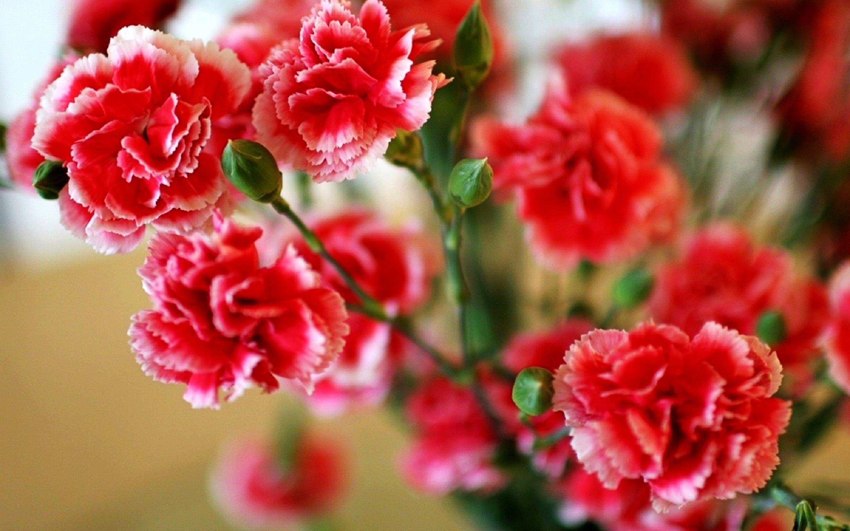 Wallpaper Online Flowers Carnations Picserio