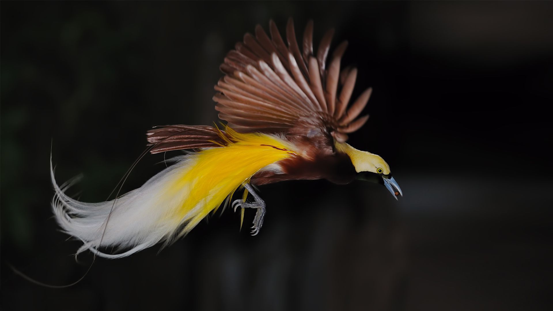 Bird Of Paradise Wallpapers Backgrounds
